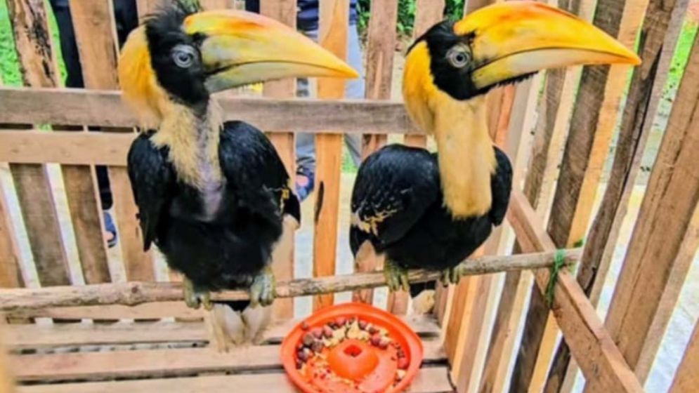 ডুলাহাজারা সাফারি পার্কে নতুন অতিথি রাজধনেশ