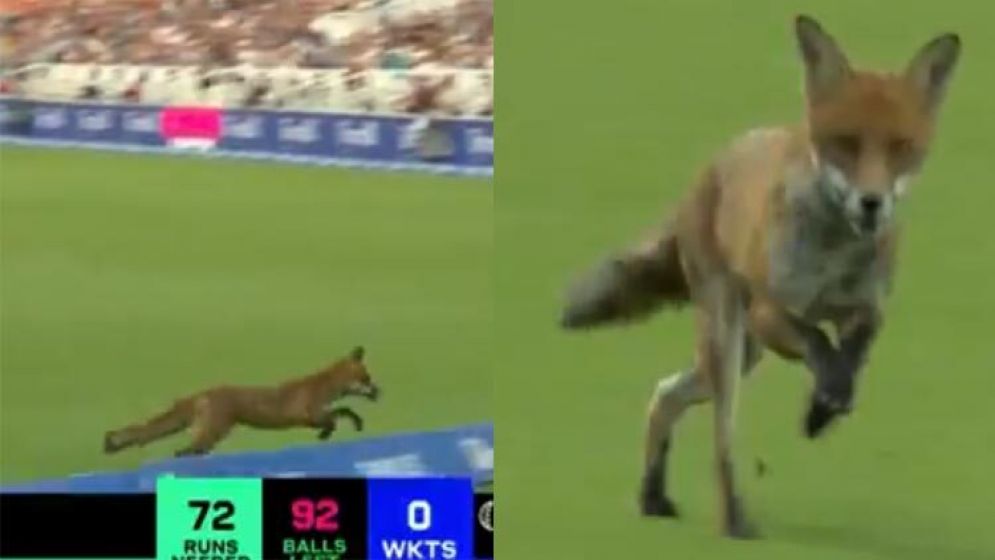 ক্রিকেট মাঠে ঢুকে পড়ে শিয়াল, উদ্বোধনী ম্যাচেই বিপত্তি