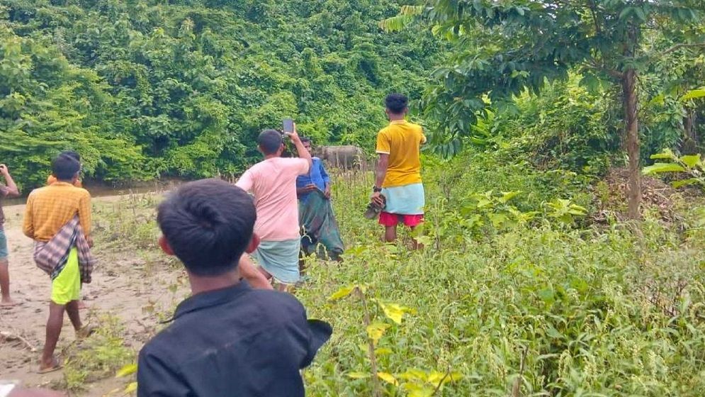 নাইক্ষ্যংছড়ি সীমান্তে মাইন বিস্ফোরণে বন্যহাতি আহত