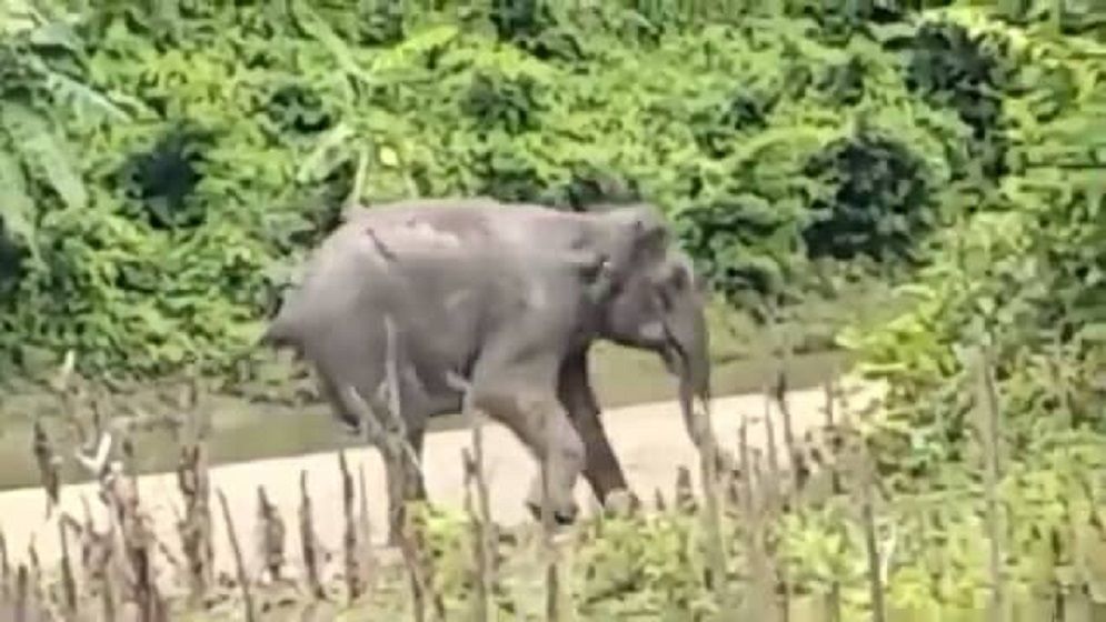 সীমান্তে স্থলমাইন বিস্ফোরণে আহত হাতির চিকিৎসা চলছে ডুলাহাজারা সাফারী পার্কে