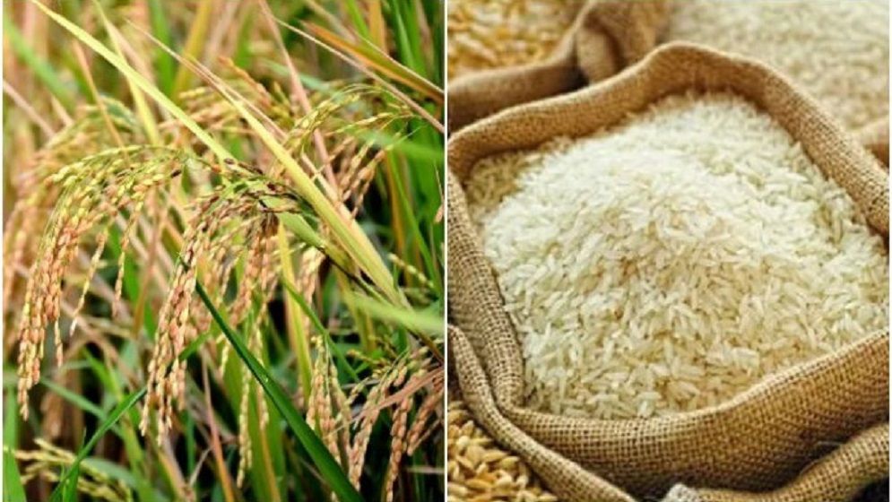 বোরো মৌসুমে দেশের ইতিহাসে সর্বোচ্চ ধান-চাল সংগ্রহের রেকর্ড