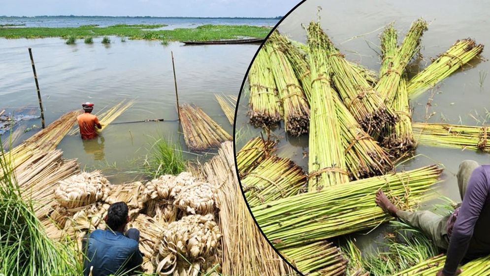 কীভাবে পাট জাগ দিলে ভালো আঁশ পাওয়া সম্ভব