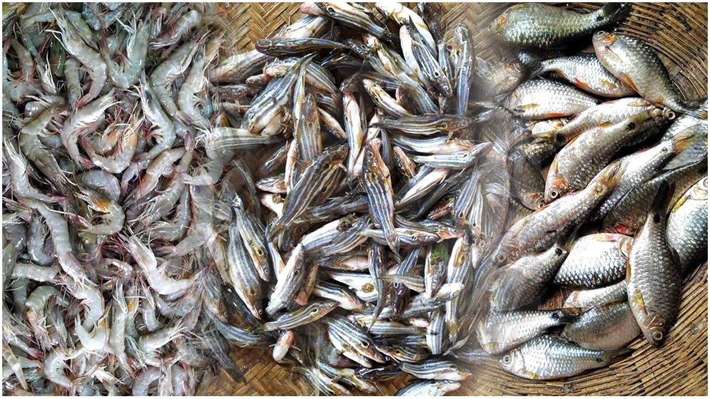 ‘ছোটমাছ’ যেন সোনার হরিণ, তেলাপিয়া-পাঙ্গাসও যাচ্ছে সাধ্যের বাইরে!