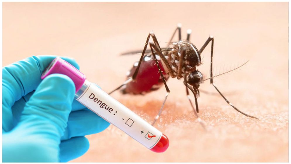 ডেঙ্গু আক্রান্ত হয়ে হাসপাতালে আরো ৪৩২ জন