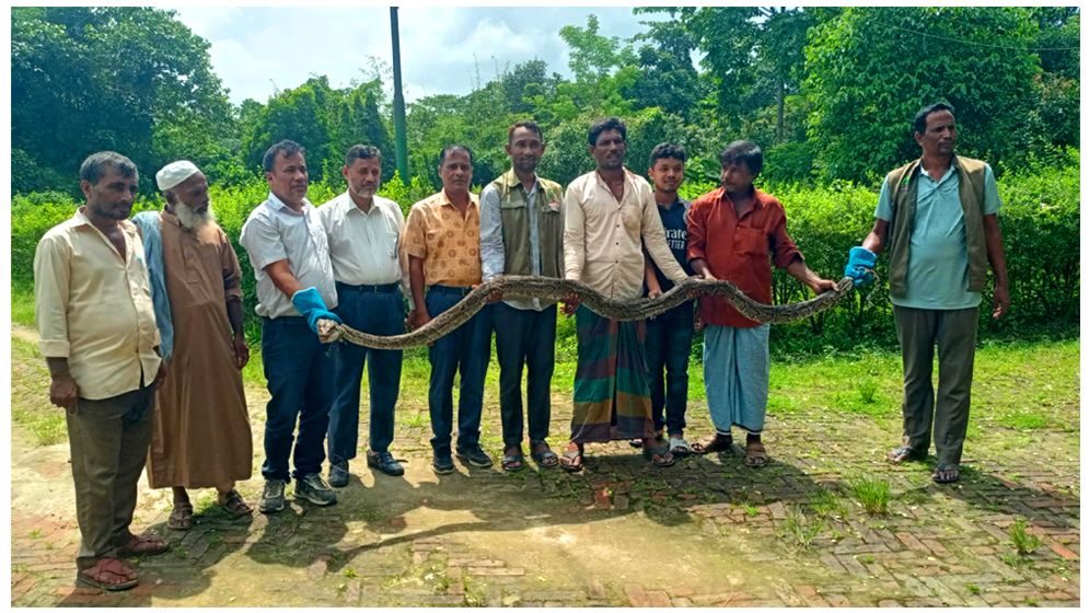 লোকালয়ে মিললো ১৫ ফুট লম্বা অজগর, বনে অবমুক্ত