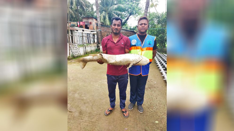 হালদায় আবারও সাড়ে ১৩ কেজি ওজনের মা মৃগেল মাছের মৃত্যু