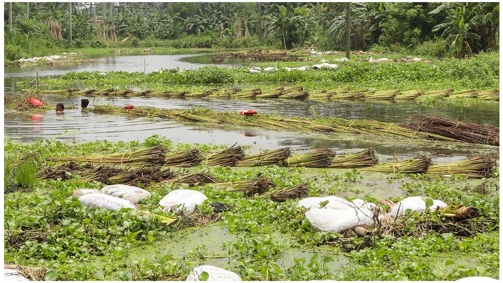 পাট ঘরে তুলতে ব্যস্ত চাষিরা