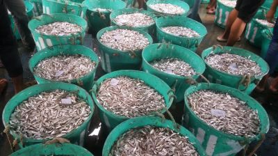 কাপ্তাই হ্রদে প্রথমদিন ৭০ টন মাছ আহরণ