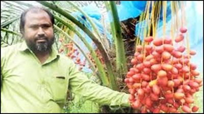 খেজুর চাষীর স্বপ্ন ৩০ লাখ টাকায় বানানো চেয়ারে তারেক জিয়াকে বসাবেন