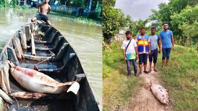 হালদা নদী থেকে মৃত ডলফিন উদ্ধার