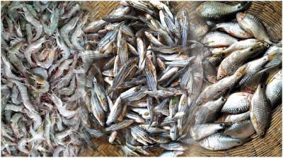 ‘ছোটমাছ’ যেন সোনার হরিণ, তেলাপিয়া-পাঙ্গাসও যাচ্ছে সাধ্যের বাইরে!