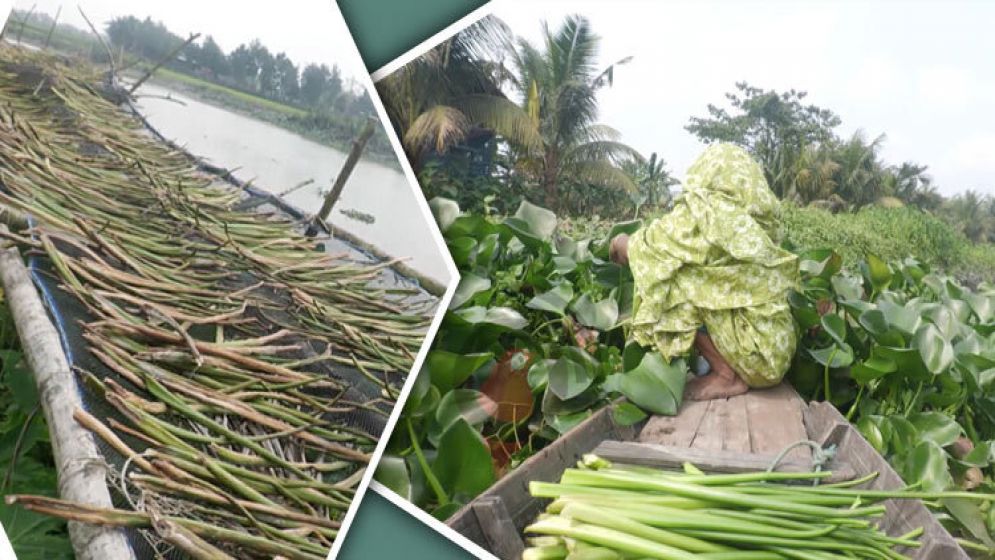 এক মণ কচুরিপানা বিক্রির টাকায় মিলছে দুই মণ ধান