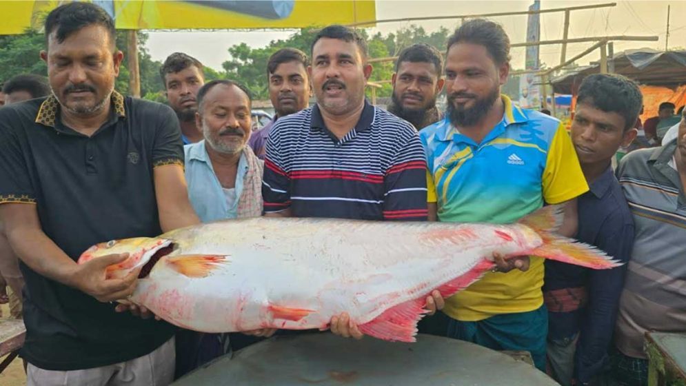 পদ্মার এক মাছ বিক্রি হলো ১ লাখ ৪ হাজার টাকায়