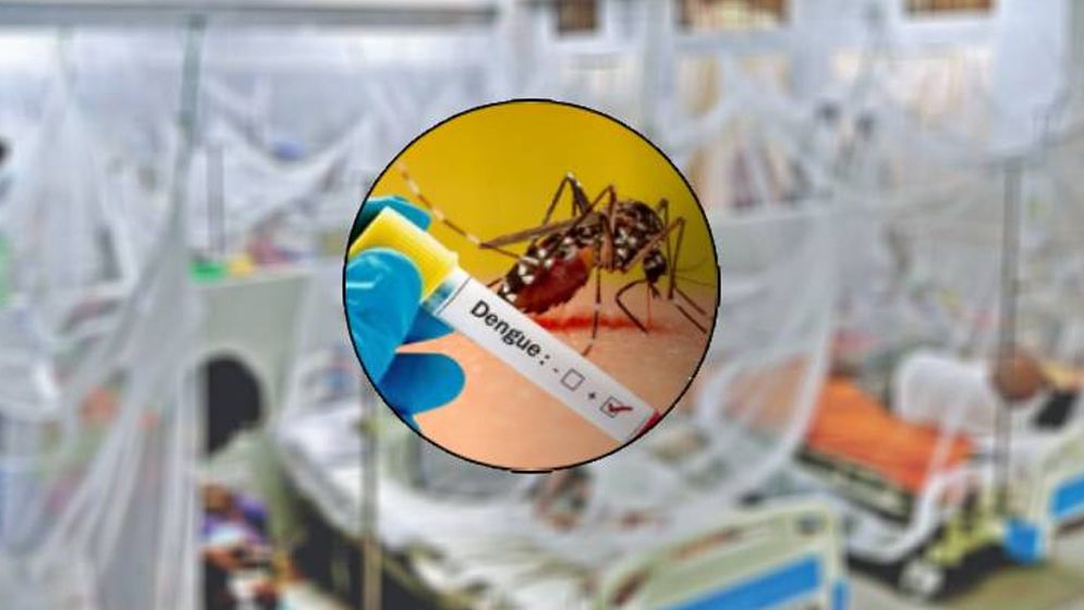 ডেঙ্গুতে আরও ৩ মৃত্যু, হাসপাতালে ৫৫৬