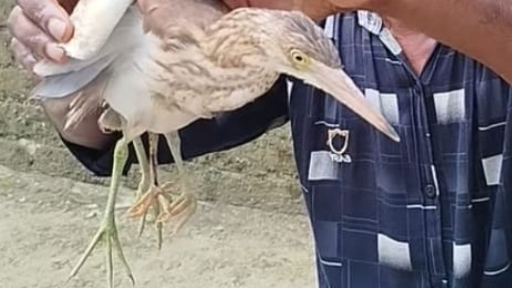 কুড়িগ্রামে দেখা মিললো চার পা-ওয়ালা কানি বক