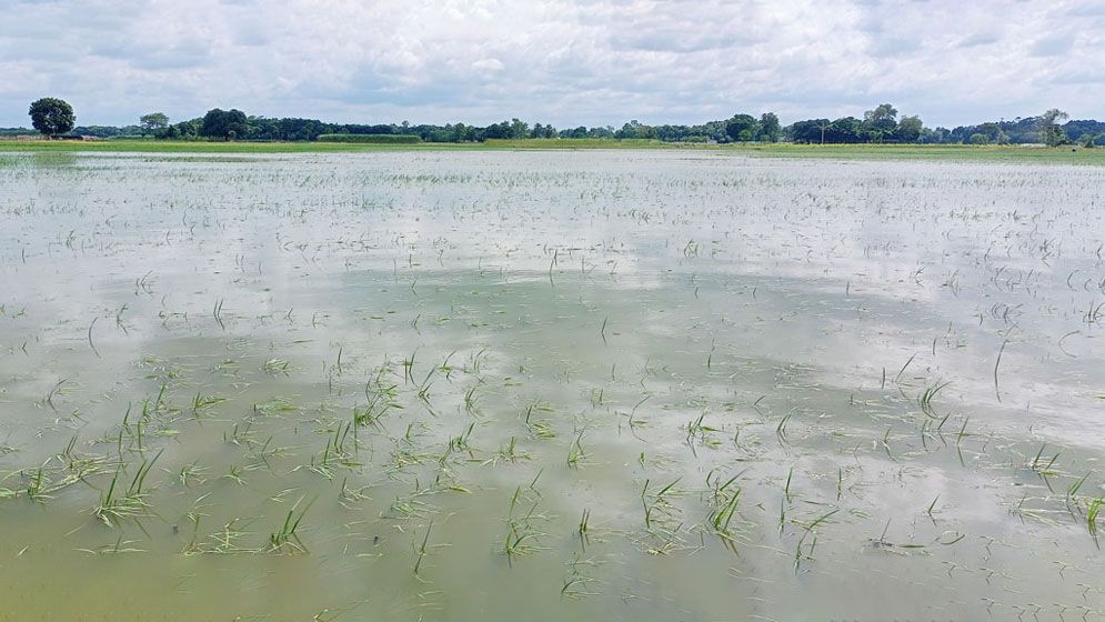 গাংনীতে টানা বৃষ্টিতে ফসলের ব্যাপক ক্ষতি, দিশেহারা কৃষকরা
