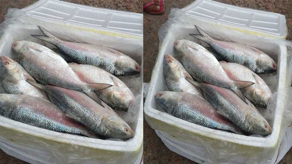 দুর্গাপূজায় ভারতে যাচ্ছে ১২০০ টন ইলিশ, বেনাপোল দিয়ে রপ্তানি শুরু