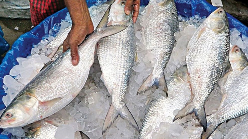 দুর্গাপূজা উপলক্ষে ভারতে ১,২০০ টন ইলিশ রপ্তানির অনুমতি