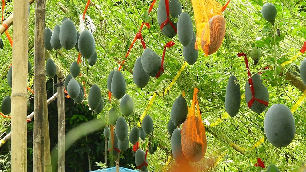 নিরাঞ্জনের জমিতে অসময়ে শোভা পাচ্ছে কালো রঙের তরমুজ