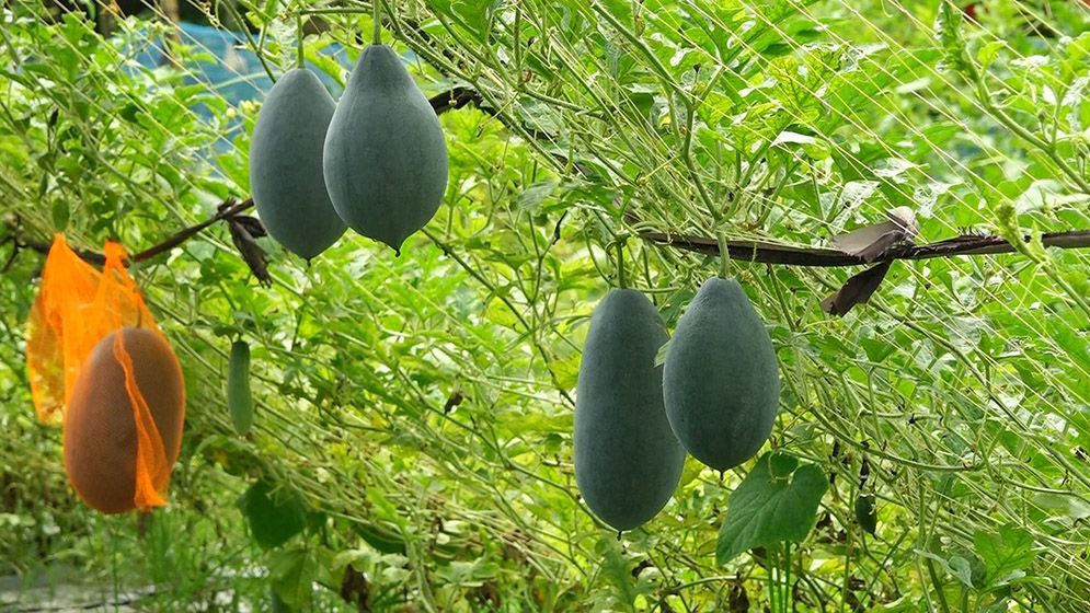 নিরাঞ্জনের জমিতে অসময়ে শোভা পাচ্ছে কালো রঙের তরমুজ