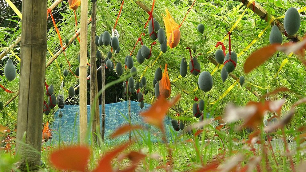 নিরাঞ্জনের জমিতে অসময়ে শোভা পাচ্ছে কালো রঙের তরমুজ