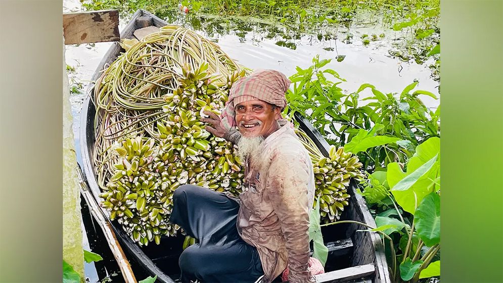 শুধু সৌন্দর্যে নয়, পুষ্টিগুণেও ভরপুর শাপলা