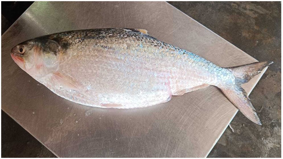 এক ইলিশের দাম ৬ হাজার টাকা