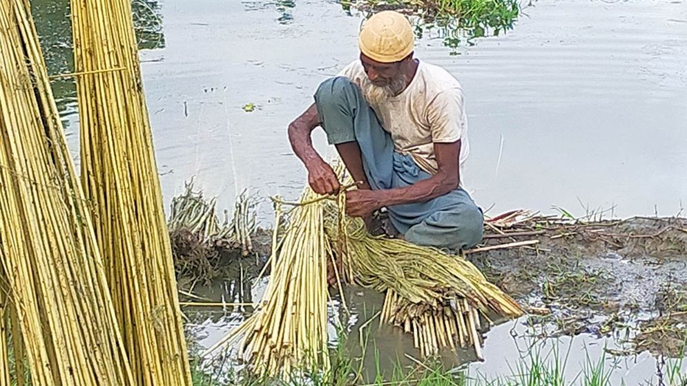 নান্দাইলে পাটের আঁশ ছাড়াতে ব্যস্ত কৃষক