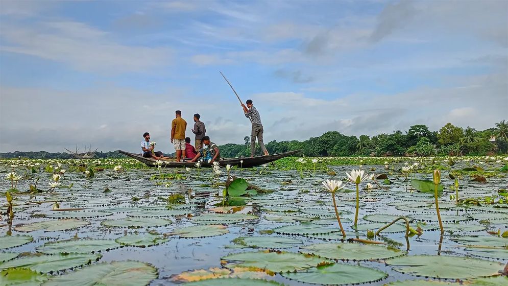 শুধু সৌন্দর্যে নয়, পুষ্টিগুণেও ভরপুর শাপলা