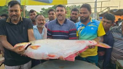 পদ্মার এক মাছ বিক্রি হলো ১ লাখ ৪ হাজার টাকায়