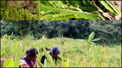 সাজেকে ইঁদুর উপদ্রবে খাদ্য সঙ্কটের শঙ্কা