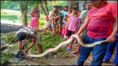 রাঙ্গামাটি শহরে ৮ ফুট লম্বা অজগর উদ্ধার