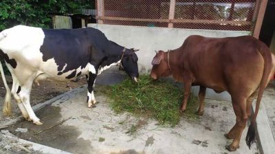 গোয়ালঘরের সিঁদ কেটে কৃষকের ৫ গরু চুরি