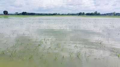গাংনীতে টানা বৃষ্টিতে ফসলের ব্যাপক ক্ষতি, দিশেহারা কৃষকরা