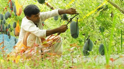 নিরাঞ্জনের জমিতে অসময়ে শোভা পাচ্ছে কালো রঙের তরমুজ
