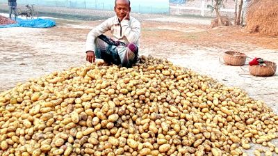অধিক চাষ ও বিপুল উদ্বৃত্তের কারণে আলুর দামে পতন