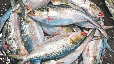 অনলাইনে ইলিশ বিক্রির নামে প্রতারণা