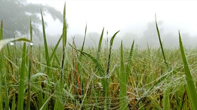 ঠাকুরগাঁওয়ে নেমে আসছে শীতের আমেজ