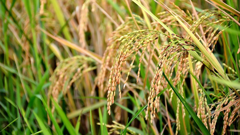 ভারতের সরকারি গুদামে চাল-গমের রেকর্ড মজুত