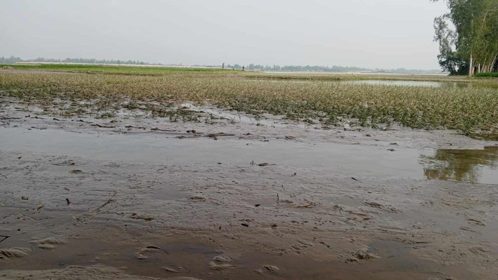 কুড়িগ্রামে পানি নামায় ভেসে উঠছে ফসলের ক্ষতচিহ্ন ‎ ‎