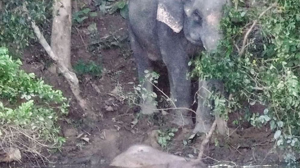 মৃত সন্তানের পাহাড়ায় মা হাতির দল