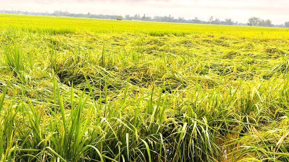 ঠাকুরগাঁওয়ে বৃষ্টিতে নষ্ট হচ্ছে আমন ধান ও শীতকালীন সবজি