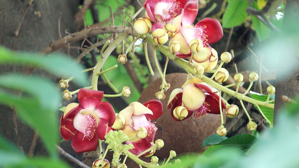 দৃষ্টিনন্দন নাগলিঙ্গম