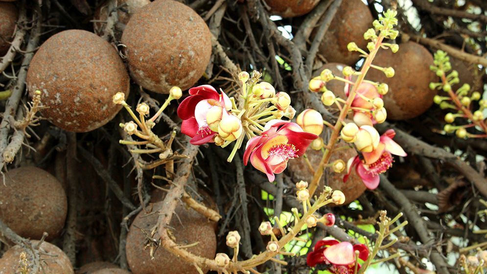 দৃষ্টিনন্দন নাগলিঙ্গম