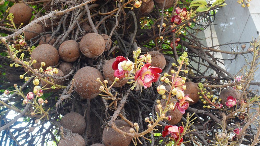 দৃষ্টিনন্দন নাগলিঙ্গম