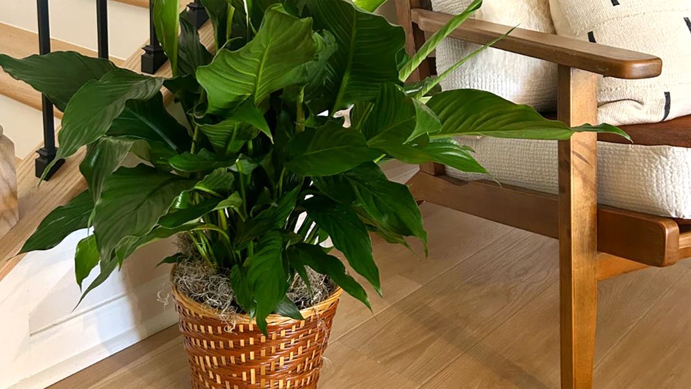 ঘরের বাতাস বিশুদ্ধ করতে সহায়ক যেসব ইনডোর গাছ