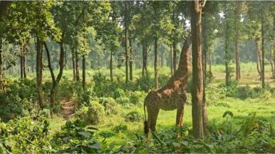 পার্কের শেষ জিরাফটিও মারা গেল