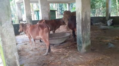 আমতলীতে বিদ্যালয় ভবনে গোয়াল ঘর