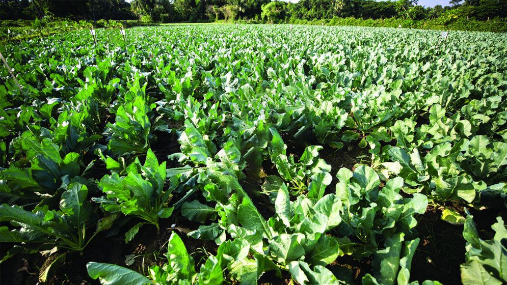 তালায় আগাম শীতকালীন সবজি চাষে উৎসবের আমেজ