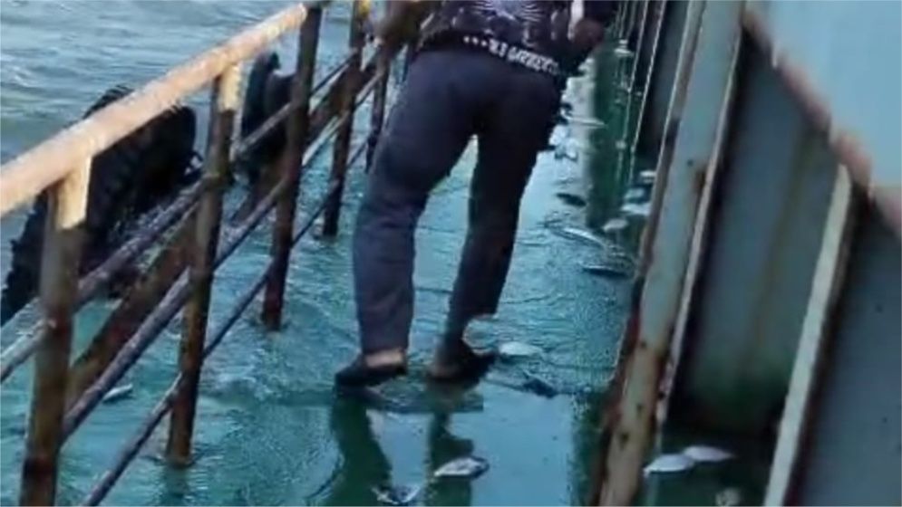 জাহাজের ডেকে উঠে এলো ঝাঁকে ঝাঁকে ইলিশ